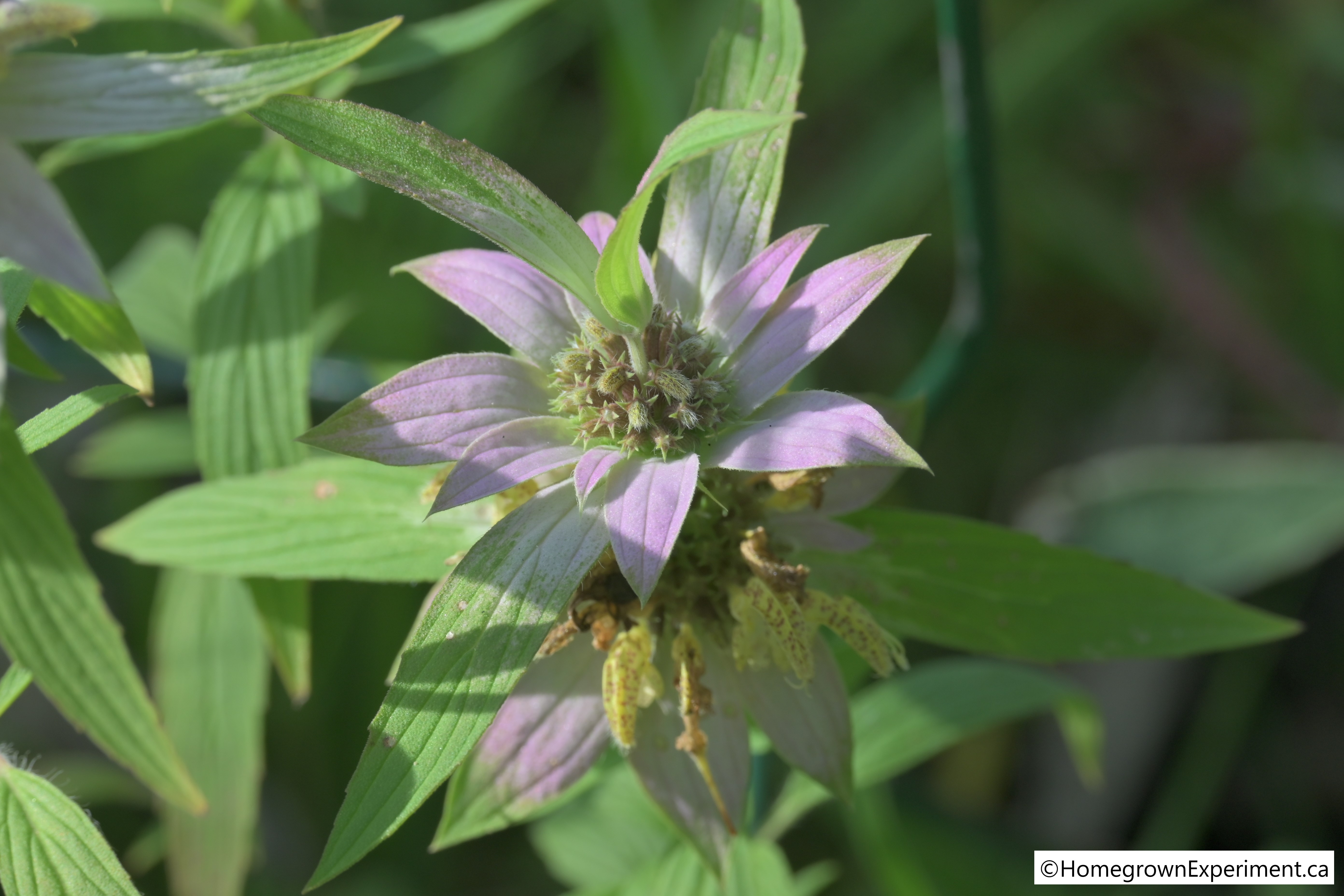 Bee_Balm3